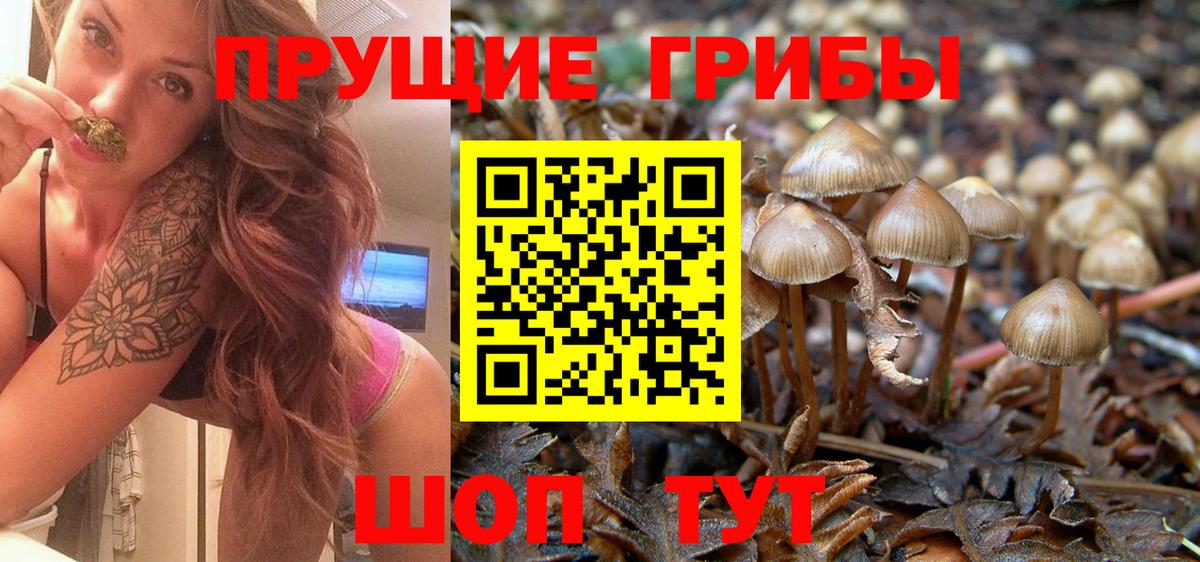 Псилоцибиновые грибы мицелий  Вход с VPN  Псилоцибиновые грибы прущие грибы  Сунжа 