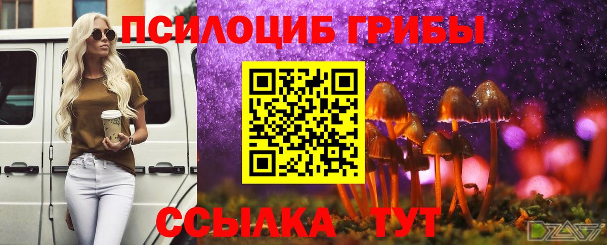 Галлюциногенные грибы Psilocybe Сунжа